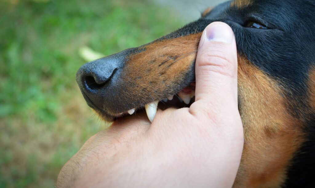 Legal Options After a Fatal Dog Attack in Spencer Oklahoma