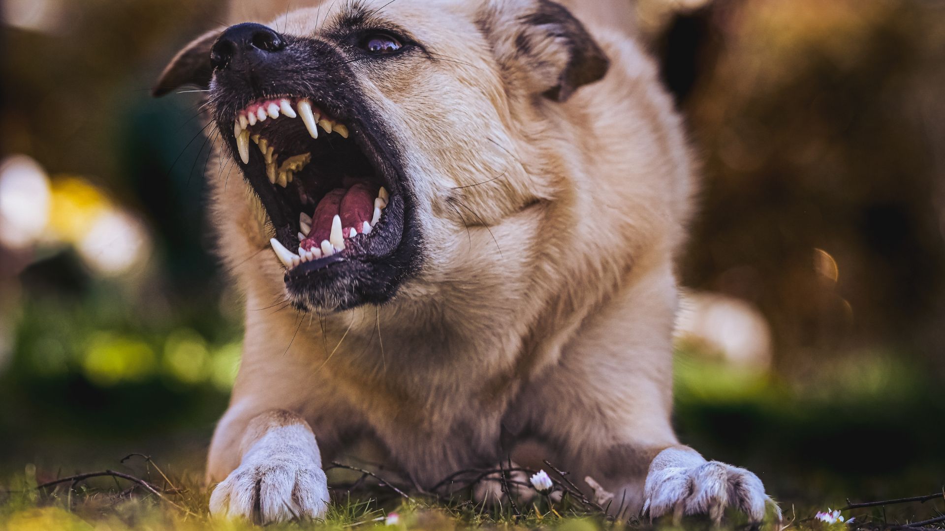Contact a Dog Bite Accident Attorney in Oklahoma City Today